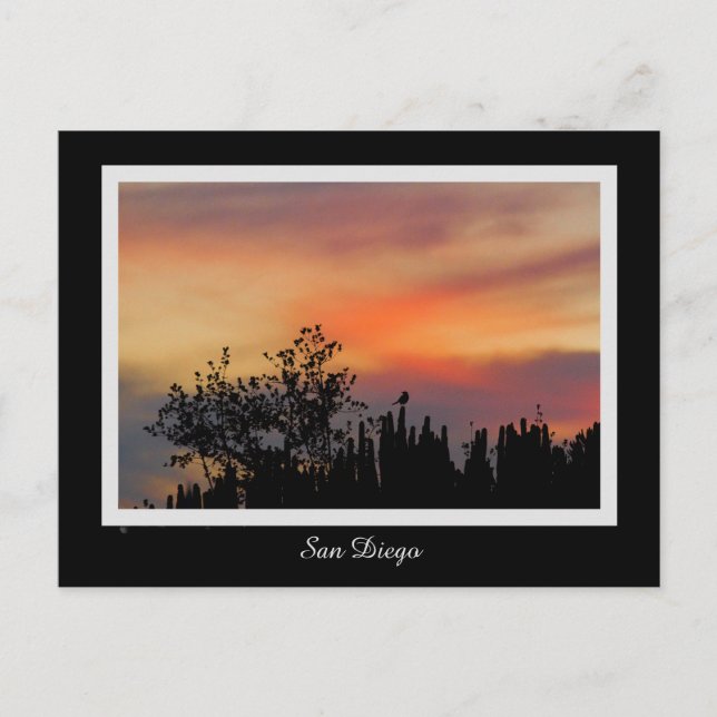 Postal Naranja rosado de San Diego del pájaro dramático (Anverso)