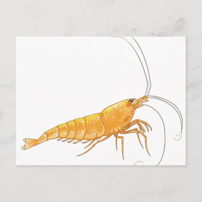 Postal Naranja Sakura Shrimp (Anverso)