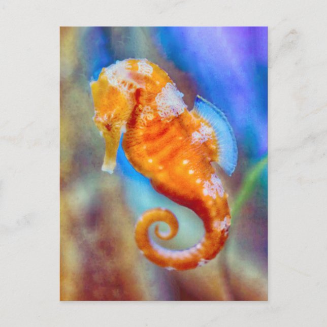 Postal Naranja Seahorse deleite (Anverso)