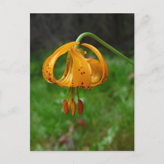Postal Naranja silvestre Tiger Lily Flower (Anverso)