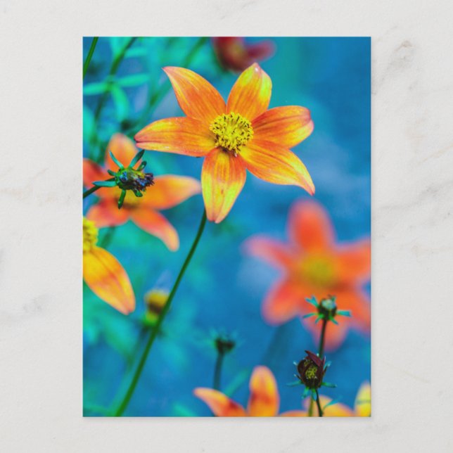 Postal Naranja Star Flower (Anverso)