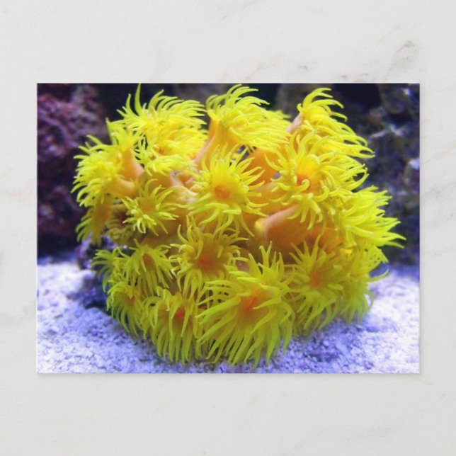 Postal Naranja Sun Coral (Anverso)