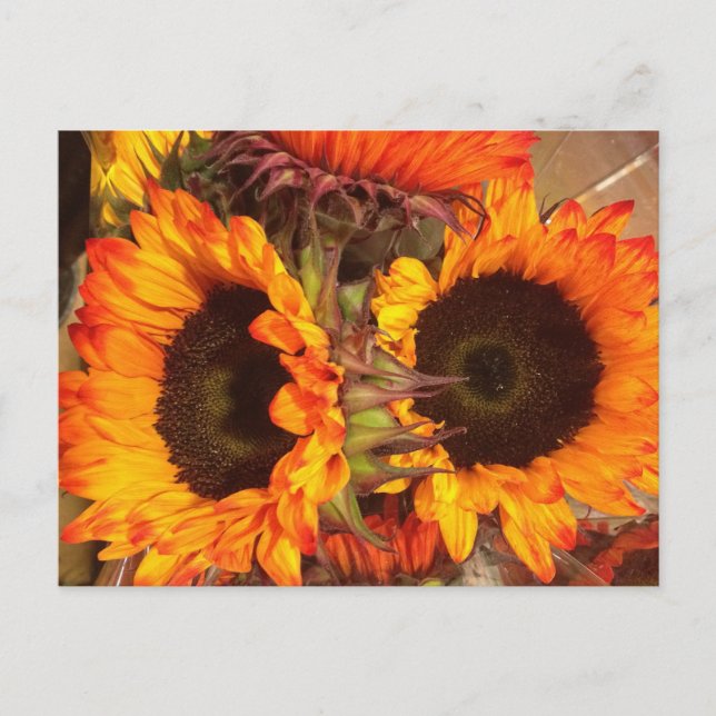 Postal Naranja Sunflowers (Anverso)
