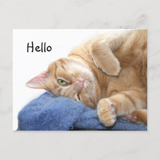 Postal Naranja tabby cat