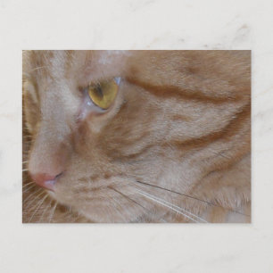 Postal Naranja Tabby Cat