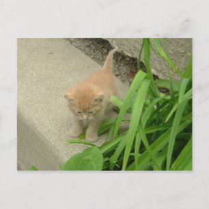 Postal Naranja Tabby Cat