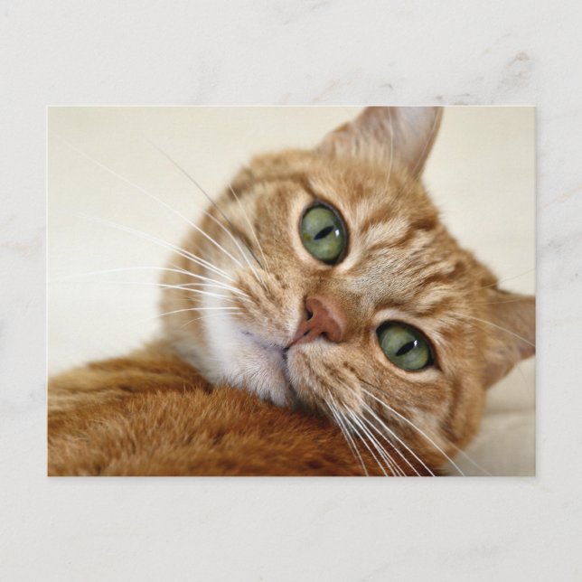 Postal Naranja Tabby Cat con ojos verdes (Anverso)