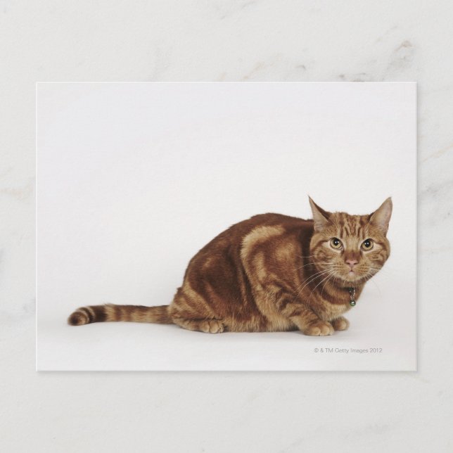 Postal Naranja Tabby gato (Anverso)