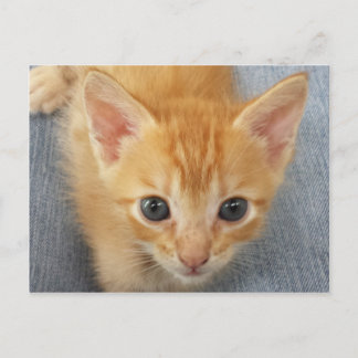 Postal Naranja tabby kitten