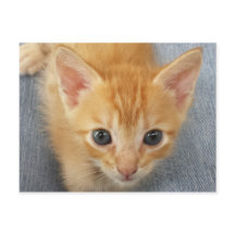 Naranja tabby kitten