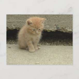 Postal Naranja Tabby Kitten