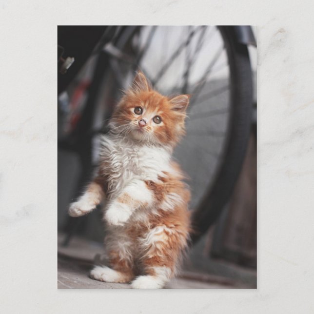 Postal Naranja Tabby Kitten (Anverso)