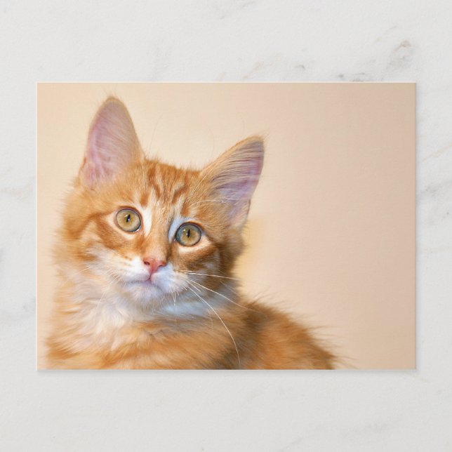 Postal Naranja tabby kitten (Anverso)