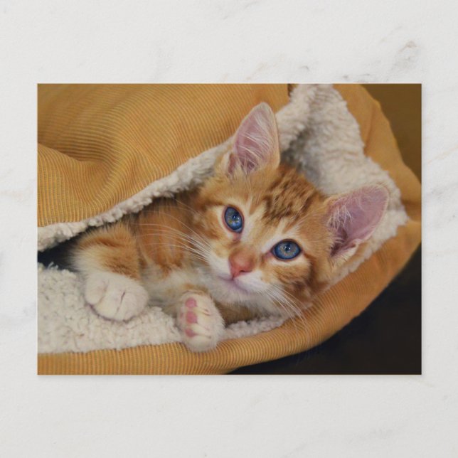 Postal Naranja Tabby Kitten en la cama (Anverso)