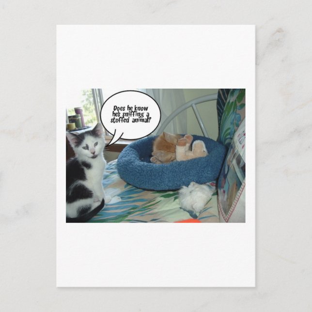 Postal Naranja Tabby Kitty Cat (Anverso)