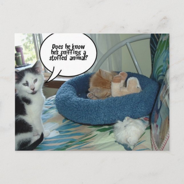 Postal Naranja Tabby Kitty Cat (Anverso)