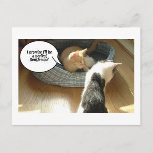 Postal Naranja Tabby Kitty Cat