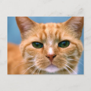 Postal Naranja Tabby Kitty Kitten Cat
