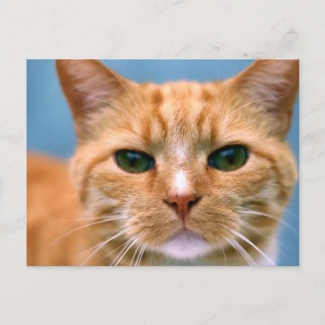 Postal Naranja Tabby Kitty Kitten Cat (Anverso)