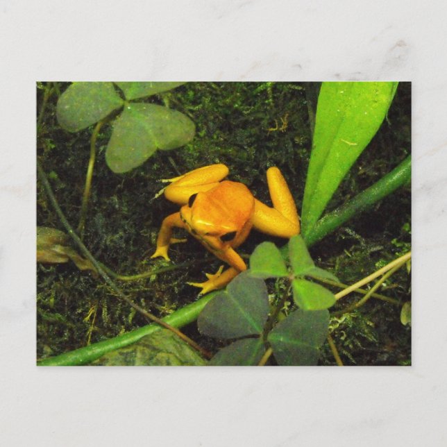 Postal Naranja terrbilis Poison Dart Frog Postcard (Anverso)