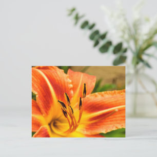 Postal Naranja Tiger Lily