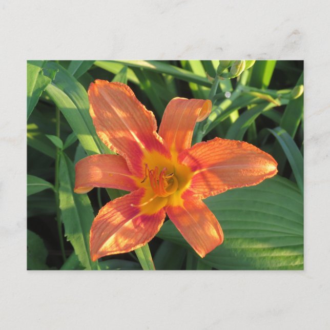 Postal Naranja Tiger Lily Flower (Anverso)