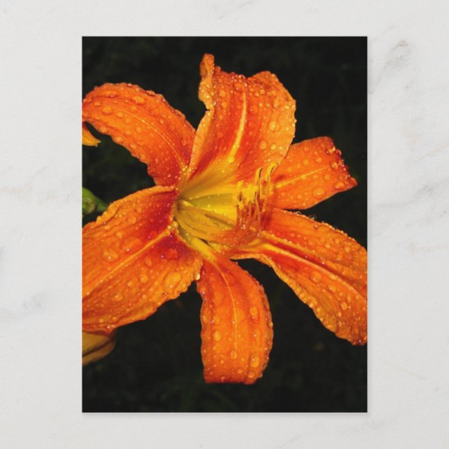 Postal Naranja Tiger Lily Flowers (Anverso)
