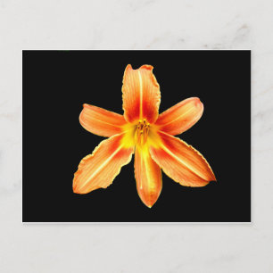 Postal Naranja Tiger Lily Postcard