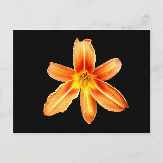 Postal Naranja Tiger Lily Postcard (Anverso)