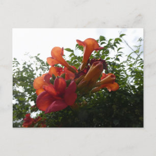 Postal Naranja Trumpet Vine Flowers DIY Postcard