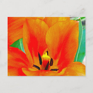 Postal Naranja Tulip