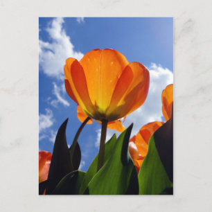 Postal Naranja Tulip, cielo azul
