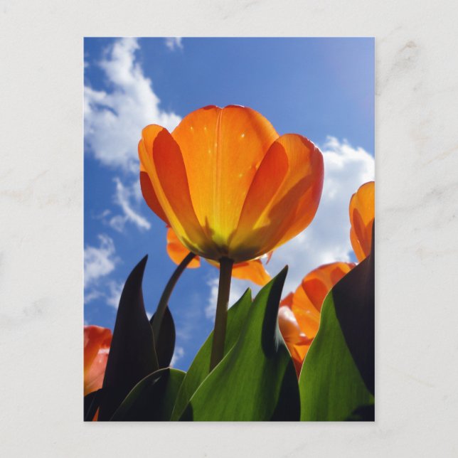 Postal Naranja Tulip, cielo azul (Anverso)