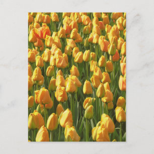 Postal Naranja Tulip Flowers