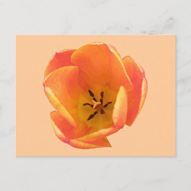 Postal Naranja Tulip Postcard (Anverso)