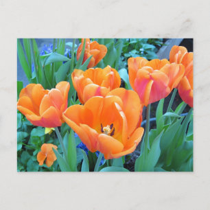 Postal Naranja Tulips Photo Art