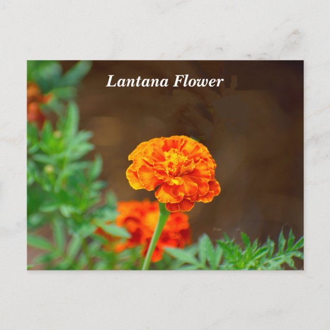 Postal Naranja vibrante lantana Flower (Anverso)