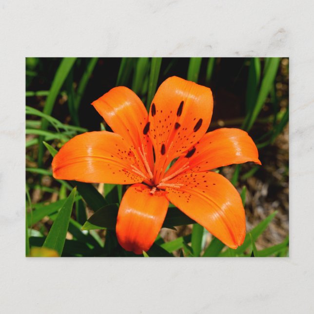 Postal Naranja vibrante Lily Flower asiática (Anverso)