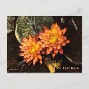Postal Naranja Water Lilies