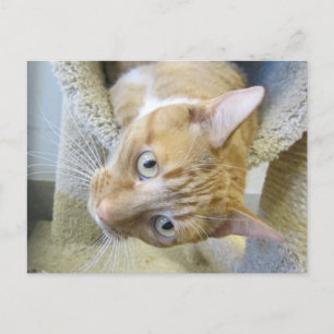 Postal Naranja y gato blanco