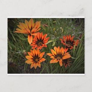 Postal naranja y Gazanias Negra