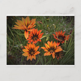 Postal naranja y Gazanias Negra