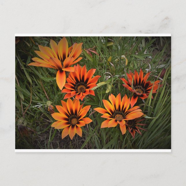 Postal naranja y Gazanias Negra (Anverso)