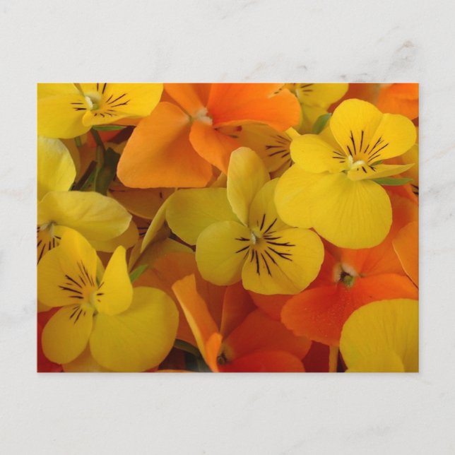 Postal Naranja y Johnny Amarillo Salta Postcard (Anverso)