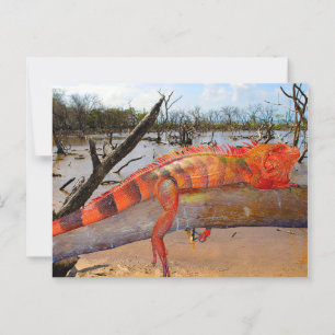 Postal Naranja y lagarto negro en Margarita