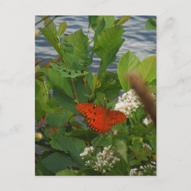 Postal Naranja y mariposa negra en el lago (Anverso)