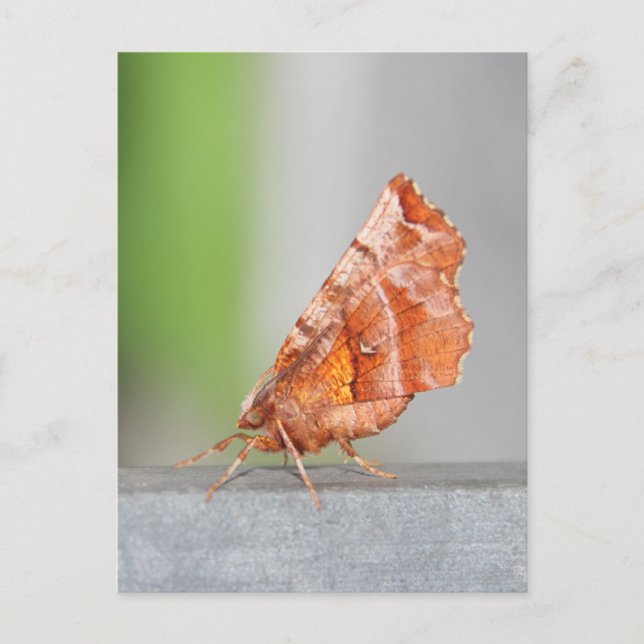 Postal Naranja y Moth Marrón. (Anverso)