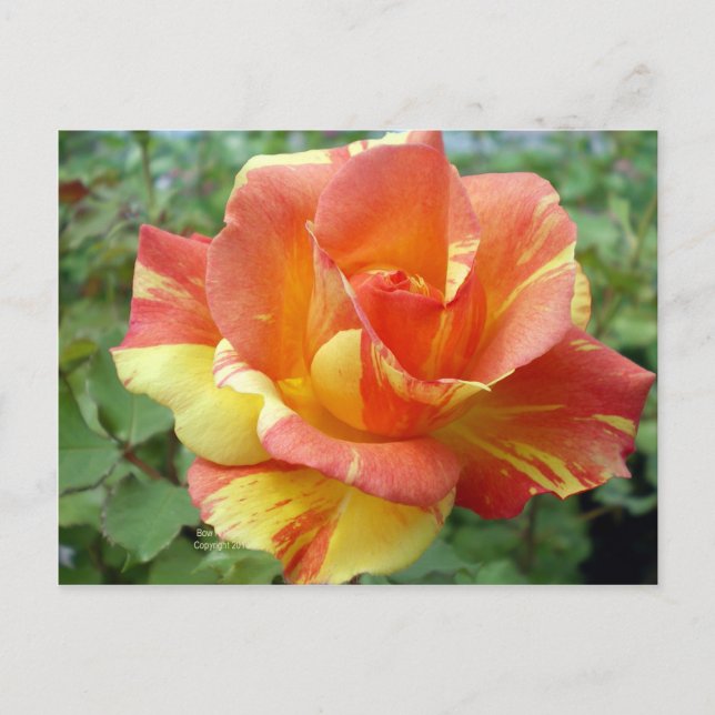 Postal Naranja y rosa amarillo 1 (Anverso)