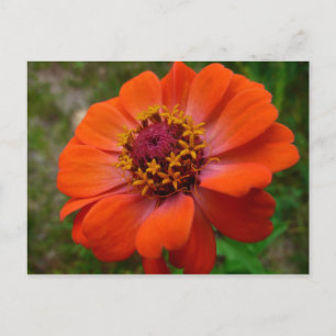 Postal Naranja Zinnia Wildflower Naturaleza Floral