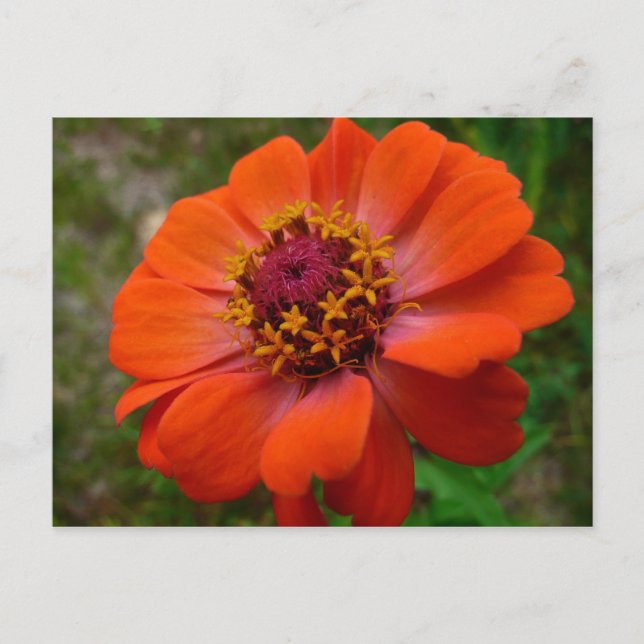 Postal Naranja Zinnia Wildflower Naturaleza Floral (Anverso)